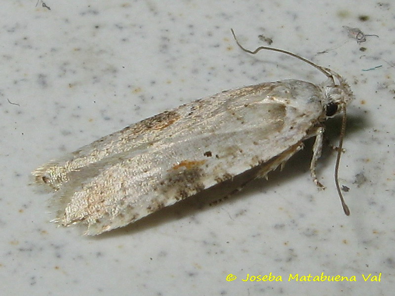 Tortricidae  ID. No, Autostichidae - Agonopterix alstromeriana